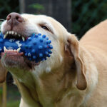 American Made Dog Toys