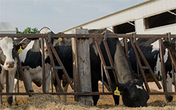 cow farm tour near me