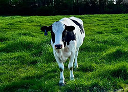 cow farm visit near me