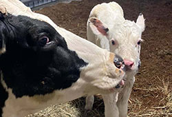 dairy farm tours in indiana