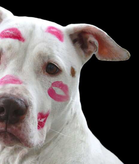 Valentine's Day Gifts for Pets Made in the USA